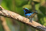 Black-faced Dacnis